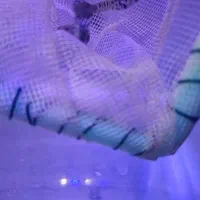 بچه گوپی یک ماهه بلو کبری|ماهی|تهران, نیروی هوایی (پیروزی)|دیوار