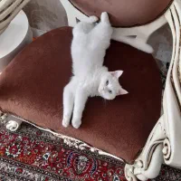 حیوانات خانگی