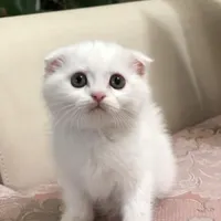 گربه ملوس|گربه|مشهد, چاهشک|دیوار