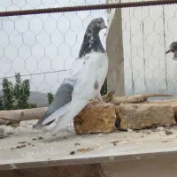 کبوتر نوک قنار