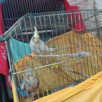 عروس هلندی لوتینو سینامون|پرنده|تهران, کیانشهر|دیوار