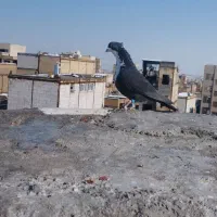 کبوتر|پرنده|مشهد, شهید قربانی|دیوار