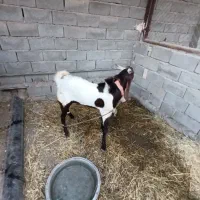 بز نر افغانی