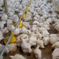 جوجه ۱روز گوشتی با وزندهی بالا|حیوانات مزرعه|علی‌آباد کتول, |دیوار