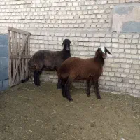 یک جفت بره ماده داشتی افشار
