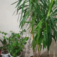 گل بزرگ تمیز خوشکل