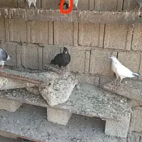 کبوتر پرشی گم شده|پرنده|بندر گناوه, |دیوار