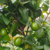 چای طبیعی گیلانچای چین اول