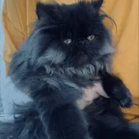 گربه پرشین کت فروشی