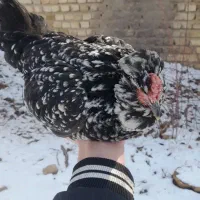 مرغ گلین خال سوزنی