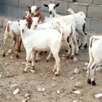 گل خاص|حیوانات مزرعه|نیشابور, ریوند|دیوار