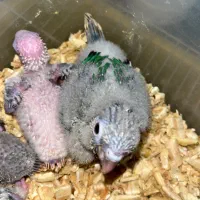 جوجه گرینچیک تک و تعداد تا ۵۰ عدد