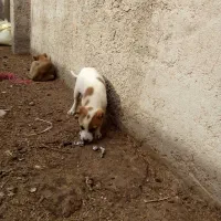 توله سگ سرابی خراسانی