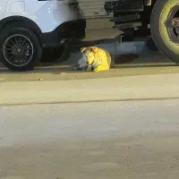 سگ گمشده کمالشهر پیدا شده