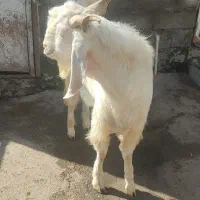 بز نر گلابی