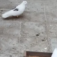 کفتر