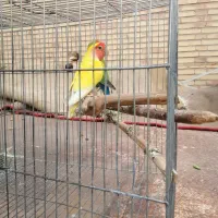 طوطی کوتوله برزیلی روی جوجه|پرنده|سیرجان, |دیوار