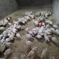 بوقلموون،بیوتی6