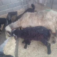 میش بره دار