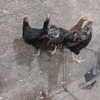 مرغ خروس محلی