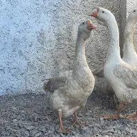 قوغاز قو غاز|حیوانات مزرعه|شاهرود, |دیوار