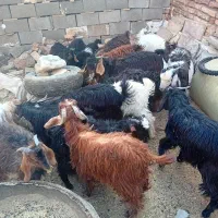 بزغاله ی نر و ماده بره