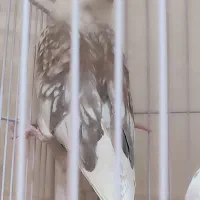 آلبینو دو کت طرح پروانه|پرنده|تهران, جمهوری|دیوار