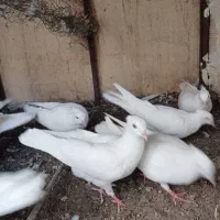 سفید چشم سفید|پرنده|بم, |دیوار