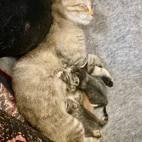 واگذاری رایگان|گربه|گرگان, |دیوار