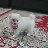 سگ پامرین|سگ|خرمدره, |دیوار