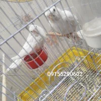 جفت عروس هلندی البینو عروس هلندی البینو دستی