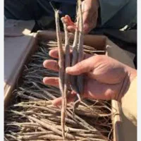 آنغوزه.نشاء|خدمات باغبانی و درختکاری|کاشمر, |دیوار