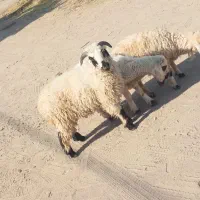 بره نر پرواری