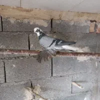 جفت فروشی قیمت2000000|پرنده|شادیان, |دیوار