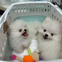 سگ فروش پامر A++ خرسی عروسکی زیر نظر دامپزشکی مجرب|سگ|اصفهان, جلفا|دیوار