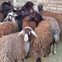 بره پرواری پای پروار|حیوانات مزرعه|نکا, |دیوار