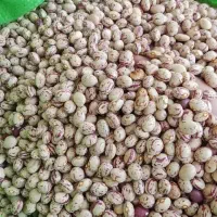 لوبیا چیتی