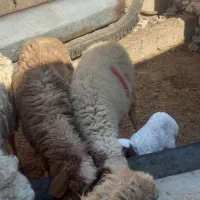 گوسفندابستن مطافیل بره بز|حیوانات مزرعه|اهواز, پردیس|دیوار