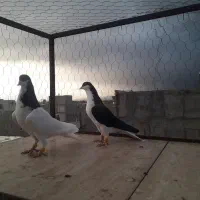 چند جفت سیاهپوش|پرنده|قزوین, |دیوار