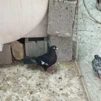 کبوتر|پرنده|شیراز, صاحب الزمان|دیوار
