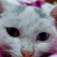 گربه آنگورا ترکیبی چشم رنگی|گربه|شیراز, تندگویان|دیوار