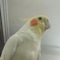 عروس هلندی گمشده