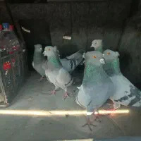 پرورش فروش کبوتر سبز انزیمیت دارو خارجی ارزن گندم|پرنده|تهران, خلیج فارس|دیوار