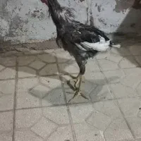 خروس لاری|حیوانات مزرعه|شیراز, آزادگان|دیوار