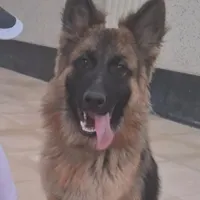 سگ گمشده