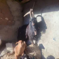 بز نر