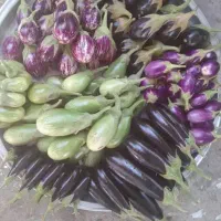 مگدوس مخلل و ترشی