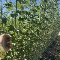 ارائه و تولید نهال یکساله کبوده