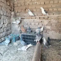 کفتر بوم قلدر پرشی
