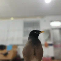 مینای گمشده در میاندوآب